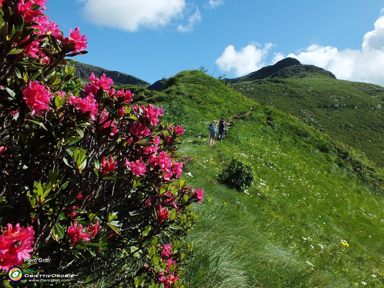 27 Salendo sul sentiero 270A, rododendri.JPG